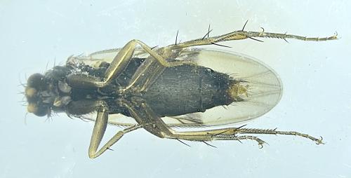 Réf. 354 587 : Spiniphora maculata
